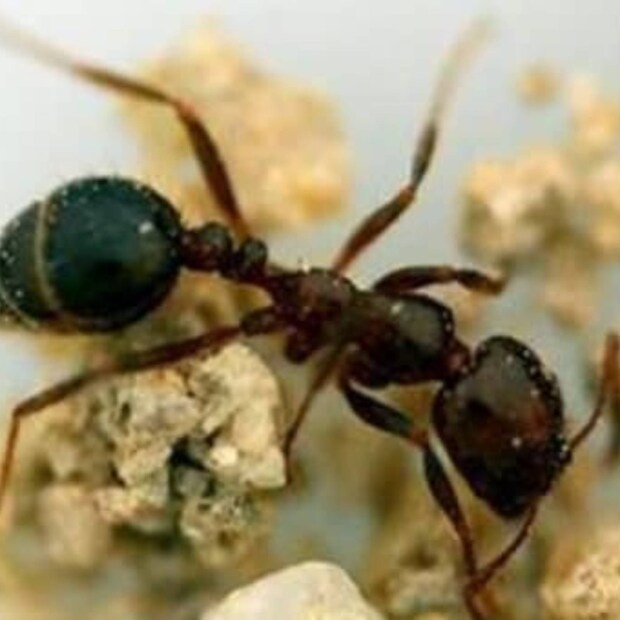 ചിലയിനം ഉറുമ്പുകള്ക്ക് (Ants) മനുഷ്യരിലെ ആരോഗ്യമുള്ള കോശങ്ങളില് നിന്ന് അര്ബുദ കോശങ്ങളെ (Cancerous Cells) വേര്തിരിച്ചറിയാന് സാധിച്ചേക്കുമെന്ന് ഒരു പുതിയ പഠനം (Study) പറയുന്നു. എന്നാല് ആശുപത്രികളിലെ ക്ലിനിക്കല് ക്രമീകരണങ്ങളില് ഈ പരിശോധനകള് നടത്തുന്നതിന് മുമ്പ് കൂടുതല് ഗവേഷണങ്ങള് നടത്തേണ്ടതുണ്ട്. എന്നെങ്കിലുമൊരു ദിവസം ക്യാന്സര് രോഗം കണ്ടുപിടിക്കാന് നമുക്ക് ഉറുമ്പുകളെ ഉപയോഗിക്കാൻ കഴിയുമോ? ഇതൊരു വിചിത്രമായ ആശയമാണെന്ന് തോന്നുമെങ്കിലും നിലവില് ഒരു സംഘം ഗവേഷകര് ഇതിനുള്ള സാധ്യത അന്വേഷിക്കുകയാണ്.  ചിലയിനം ഉറുമ്പുകള്ക്ക് (Ants) മനുഷ്യരിലെ ആരോഗ്യമുള്ള കോശങ്ങളില് നിന്ന് അര്ബുദ കോശങ്ങളെ (Cancerous Cells) വേര്തിരിച്ചറിയാന് സാധിച്ചേക്കുമെന്ന് ഒരു പുതിയ പഠനം (Study) പറയുന്നു. എന്നാല് ആശുപത്രികളിലെ ക്ലിനിക്കല് ക്രമീകരണങ്ങളില് ഈ പരിശോധനകള് നടത്തുന്നതിന് മുമ്പ് കൂടുതല് ഗവേഷണങ്ങള് നടത്തേണ്ടതുണ്ട്. എന്നെങ്കിലുമൊരു ദിവസം ക്യാന്സര് രോഗം കണ്ടുപിടിക്കാന് നമുക്ക് ഉറുമ്പുകളെ ഉപയോഗിക്കാൻ കഴിയുമോ? ഇതൊരു വിചിത്രമായ ആശയമാണെന്ന് തോന്നുമെങ്കിലും നിലവില് ഒരു സംഘം ഗവേഷകര് ഇതിനുള്ള സാധ്യത അന്വേഷിക്കുകയാണ്.