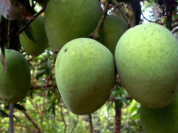 image: wikipedia image: wikipedia