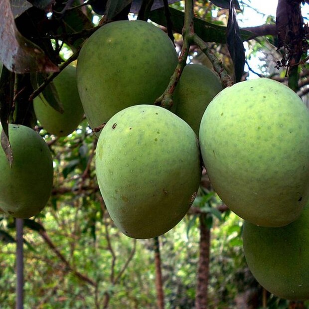 Kuttiattoor Mango, Mango, Kuttiattoor Mango leaf, kuttiattoor mango leaves, കുറ്റ്യാട്ടൂർ മാങ്ങ, കുറ്റ്യാട്ടൂർ മാങ്ങയില