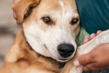 Pet Dog | വളര്‍ത്തുനായയ്ക്ക് പേരിട്ടു 'കോവിഡ്'; യുവതിക്ക് സോഷ്യല്‍ മീഡിയയിൽ ട്രോൾ