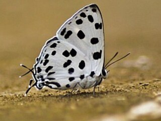 2015ൽ ഇടുക്കി കട്ടപ്പനയിൽ നിന്ന് പകർത്തിയ ചിത്രം (കടപ്പാട്- മുഹമ്മദ് അസ്ലം കെ കെ / www.ifoundbutterflies.org) 2015ൽ ഇടുക്കി കട്ടപ്പനയിൽ നിന്ന് പകർത്തിയ ചിത്രം (കടപ്പാട്- മുഹമ്മദ് അസ്ലം കെ കെ / www.ifoundbutterflies.org)