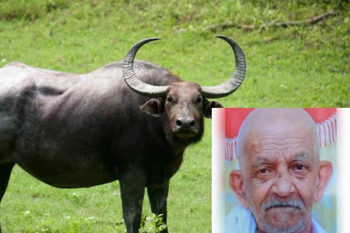 Wild Buffalo Attack | പ്രഭാത സവാരിക്കിറങ്ങിയ വയോധികന്‍ കാട്ടുപോത്തിന്റെ കുത്തേറ്റ് മരിച്ചു