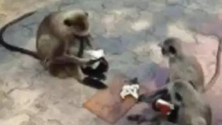 ഹനുമാൻ കുരങ്ങ്