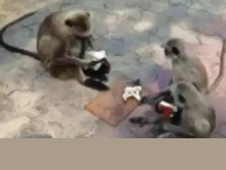 ഹനുമാൻ കുരങ്ങ്