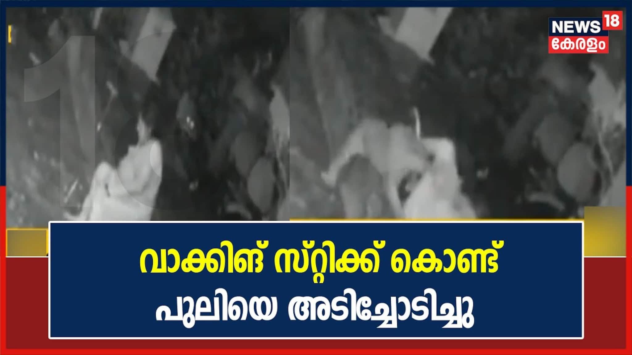 ആക്രമിക്കാനെത്തിയ പുലിയെ വാക്കിങ് സ്റ്റിക്ക് കൊണ്ട് അടിച്ചോടിച്ച് വീട്ടമ്മ