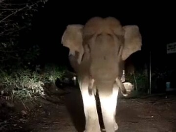 wild-elephant