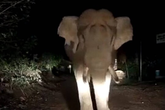 wild-elephant