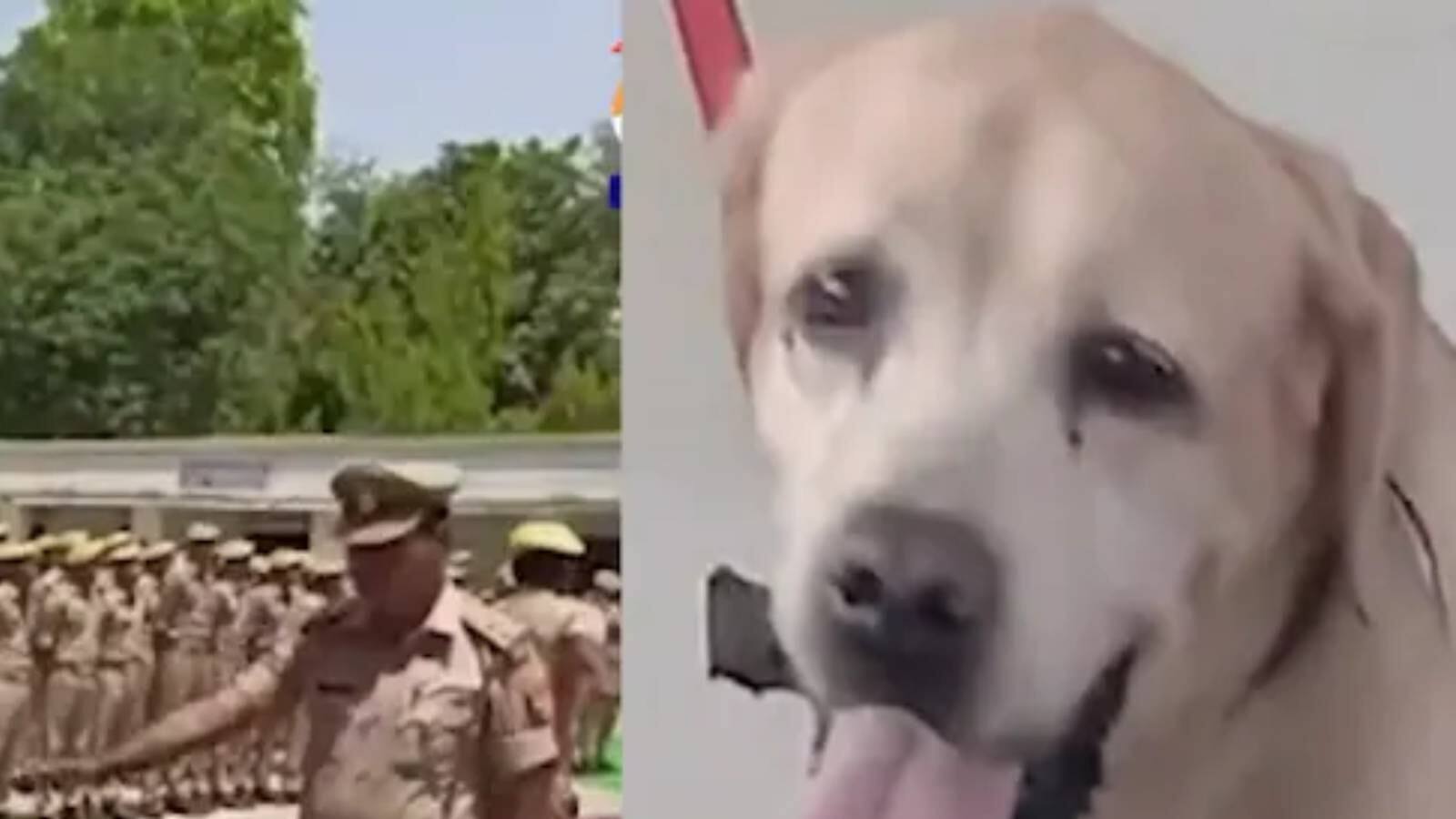 Dog വിശ്വസ്തനായ വികോൺ ഇനി ഓ‍ർമ; പോലീസ് നായക്ക് സംസ്ഥാന ബഹുമതികളോടെ