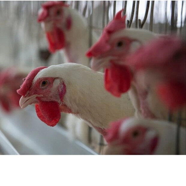 chicken, chicken cuts alive, viral video, chicken traders, cruelty, കോഴിയെ ജീവനോടെ കഷണങ്ങളാക്കി, മൃഗങ്ങളോടും പക്ഷികളോടുമുള്ള ക്രൂരത, പൊഴിയൂർ, ചിക്കൻ വ്യാപാരികൾ