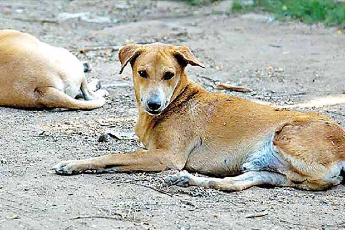 ഉടമസ്ഥര്‍ വീടുമാറിപ്പോയി ; ഉറ്റചങ്ങാതിയെ ക്ലാസ് മുറിയില്‍ അന്വേഷിച്ചെത്തി വളര്‍ത്തുനായ