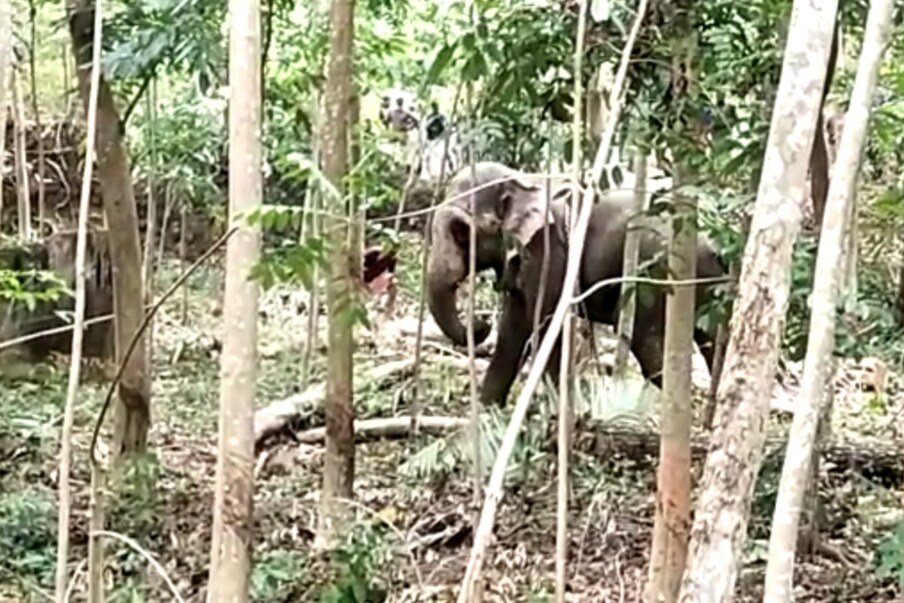  മൂന്നിലേറെ തവണ ആന പാപ്പാനെ തുമ്പിക്കൈകൊണ്ട് എടുത്ത് തറയിൽ അടിച്ചു. തുടർന്ന് ഒന്നര മണിക്കൂറോളം സമയം ആന പാപ്പാന് സമീപം തന്നെ നിന്നു.