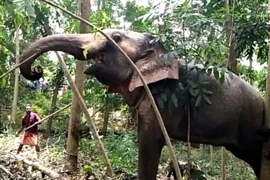  നാട്ടുകാർ വിവരമറിയിച്ചതിനെ തുടർന്ന് രണ്ടും മൂന്നും പാപ്പാന്മാർ എത്തിയാണ് ആനയെ തളച്ചത്. അതിനുശേഷമാണ് ഉണ്ണിയുടെ മൃതദേഹം മെഡിക്കൽ കോളേജ് ആശുപത്രിയിലേക്ക് മാറ്റിയത്.