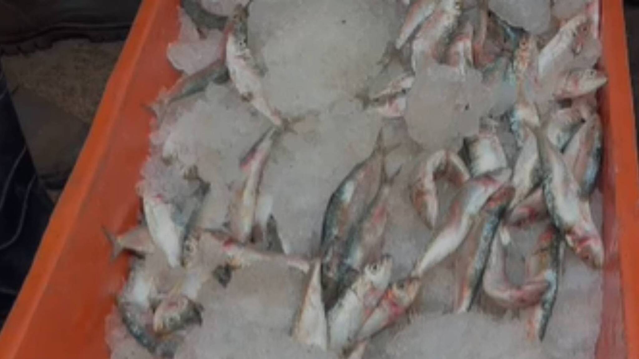 Rotten Fish| കാസർഗോഡ് മാർക്കറ്റിൽ തമിഴ്നാട്ടിൽ നിന്ന് എത്തിച്ച 200 കിലോ പഴകിയ മത്സ്യം പിടികൂടി Rotten Fish| കാസർഗോഡ് മാർക്കറ്റിൽ തമിഴ്നാട്ടിൽ നിന്ന് എത്തിച്ച 200 കിലോ പഴകിയ മത്സ്യം പിടികൂടി