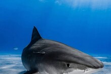 Shark | മുഖം നോക്കി ഒരൊറ്റ ഇടി; സ്രാവിൽ നിന്ന് തലനാരിഴക്ക് രക്ഷപെട്ട് എട്ടു വയസുകാരൻ