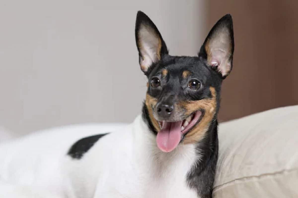 Dog | വയസ്സ് 22; ലോകത്തിലെ ജീവിച്ചിരിക്കുന്ന ഏറ്റവും പ്രായം കൂടിയ നായയ്ക്ക് ഗിന്നസ് റെക്കോർഡ്