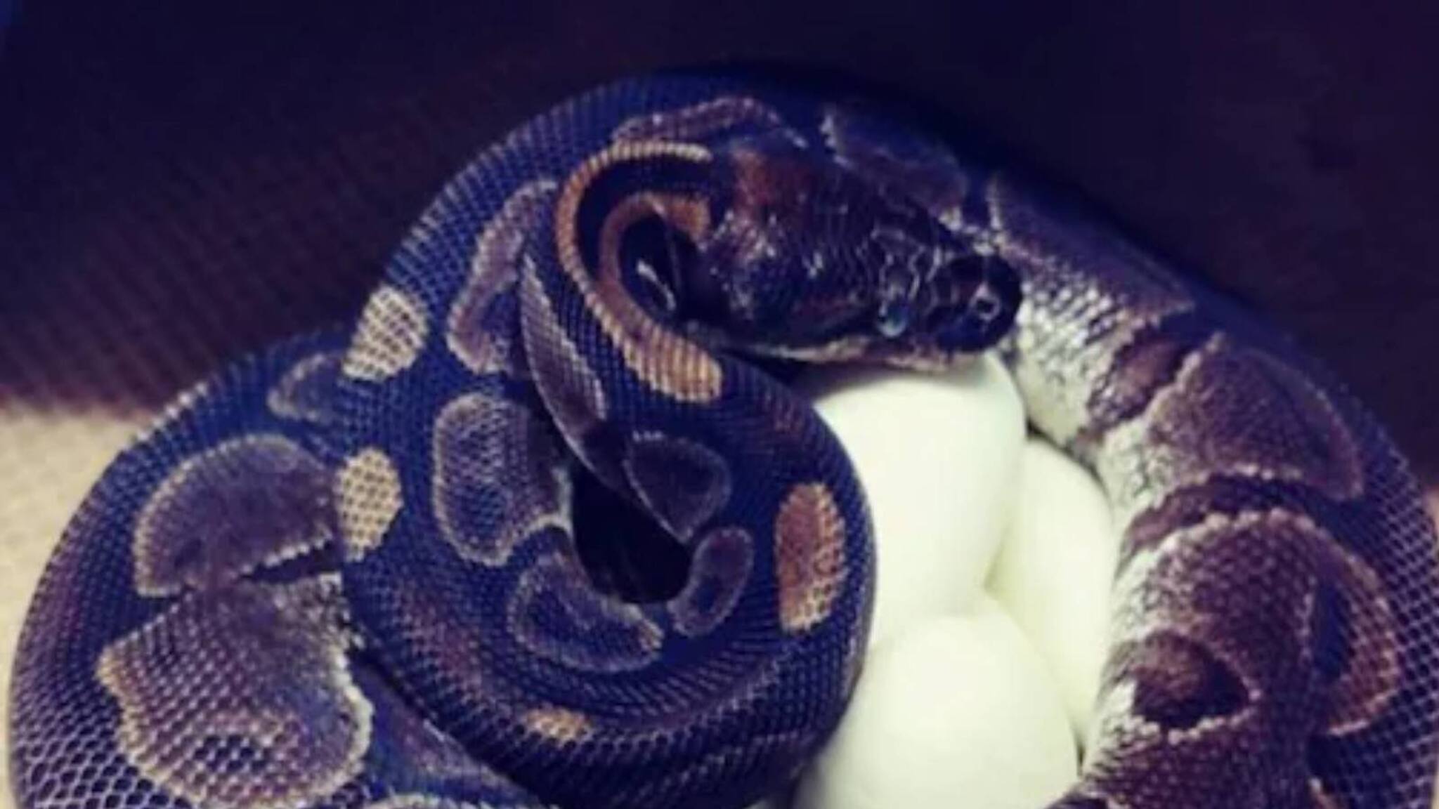 Uralungal| പെരുമ്പാമ്പ് മുട്ടയിട്ടു; നാലുവരി ദേശീയ പാതയുടെ നിർമാണം 54 ദിവസം നിര്ത്തിവച്ച് ഊരാളുങ്കല് Uralungal| പെരുമ്പാമ്പ് മുട്ടയിട്ടു; നാലുവരി ദേശീയ പാതയുടെ നിർമാണം 54 ദിവസം നിര്ത്തിവച്ച് ഊരാളുങ്കല്