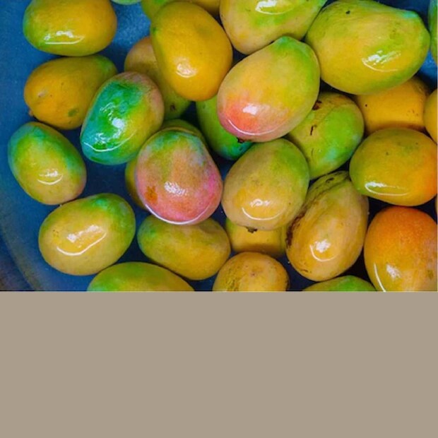 Karnataka government, Karnataka government project, Karnataka government launches mango delivery
