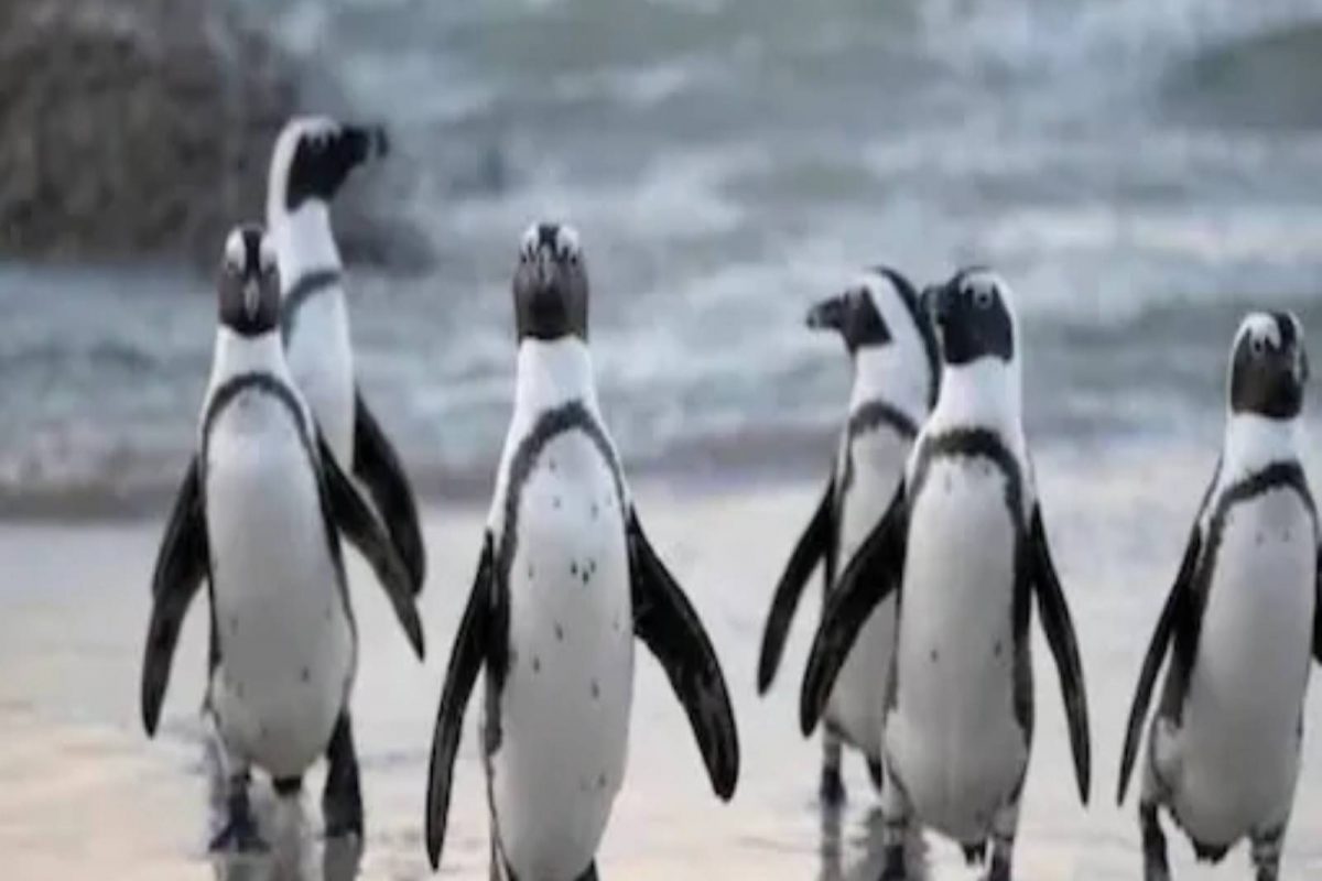 Penguins | ഉപ്പുവെള്ളത്തെ ശുദ്ധജലമാക്കും പെൻഗ്വിനുകൾ; ഈ കഴിവ് എങ്ങനെയെന്നറിയാം