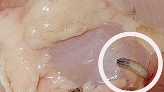 worm-chicken worm-chicken