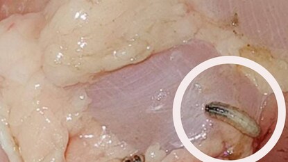 worm-chicken worm-chicken