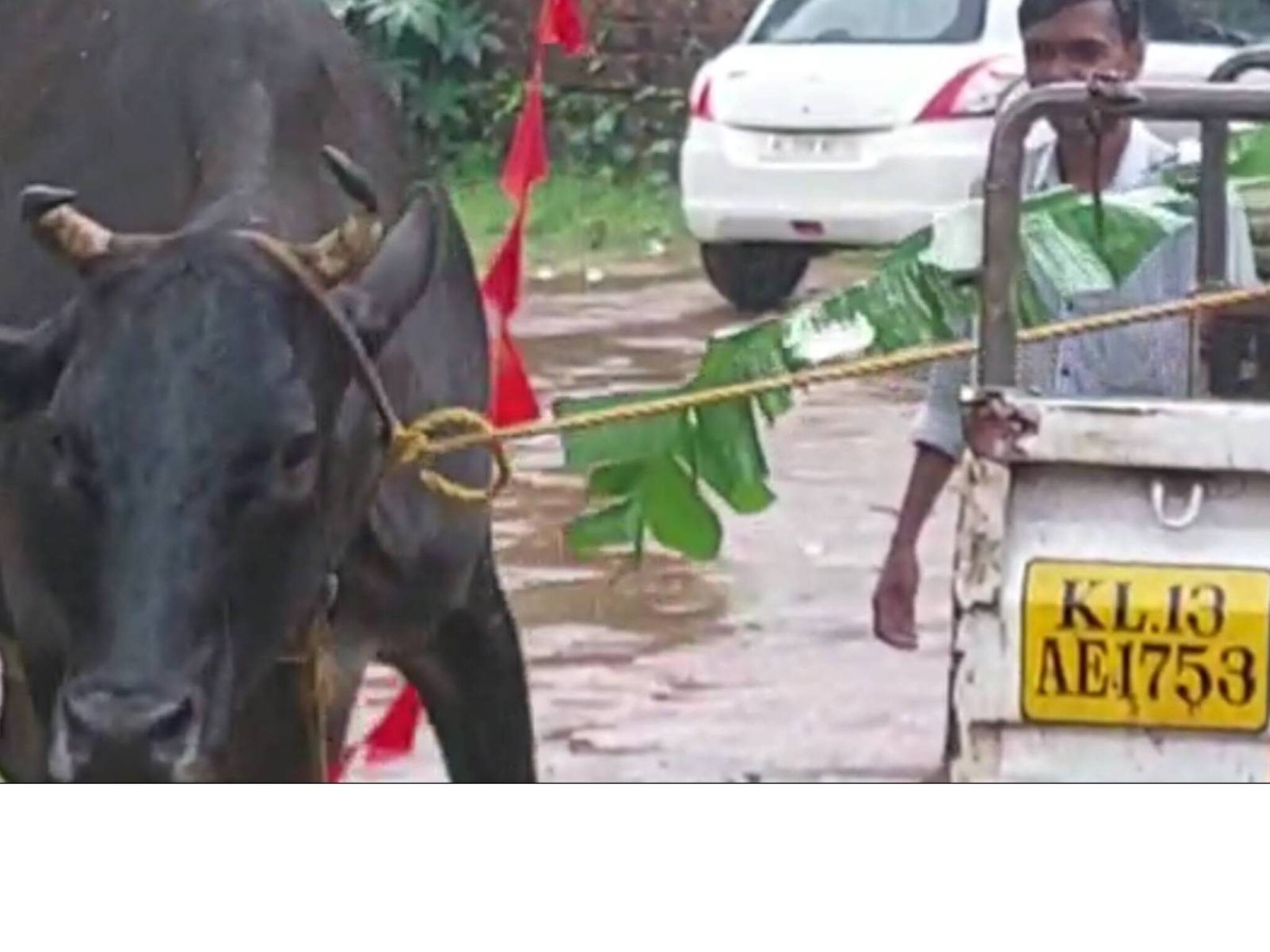 Kannur| കണ്ണൂർ പയ്യാമ്പലം ബീച്ചിൽ പശുക്കളുടെ ആക്രമണം തുടരുന്നു; കുത്തേറ്റ് വീട്ടമ്മയുടെ കാലൊടിഞ്ഞു