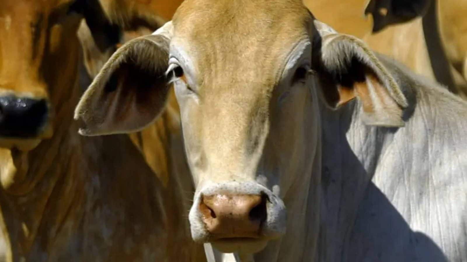 Samad Cow ഒരു ലക്ഷം ലിറ്റർ പാൽ ഉത്പാദിപ്പിക്കുന്ന 'സൂപ്പർ പശു'; പുത്ത ...