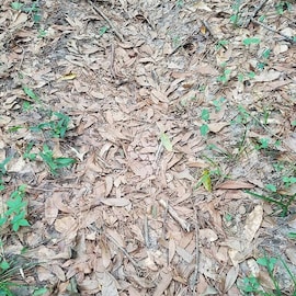 കരിയിലക്കൂട്ടത്തിൽ ഒരു പാമ്പ്; ചിത്രം ചികഞ്ഞു നോക്കിയിട്ടും ഉത്തരംമുട്ടി കാണികൾ കരിയിലക്കൂട്ടത്തിൽ ഒരു പാമ്പ്; ചിത്രം ചികഞ്ഞു നോക്കിയിട്ടും ഉത്തരംമുട്ടി കാണികൾ