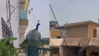 (വീഡിയോ ദൃശ്യം)