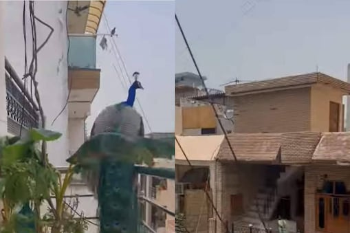 (വീഡിയോ ദൃശ്യം)