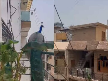 (വീഡിയോ ദൃശ്യം)