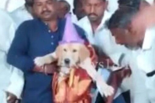 pet-dog-birthday