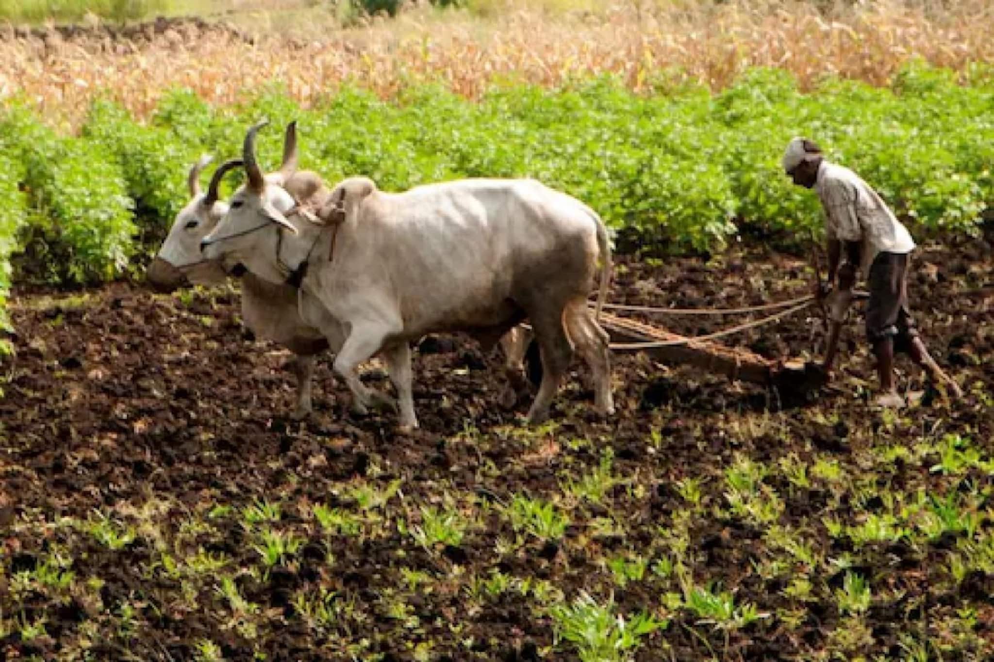 പിഎം കിസാന്‍ ഇകെവൈസി സമയപരിധി നീട്ടി: ഓൺലൈനായും ഓഫ്‌ലൈനായും എങ്ങനെ സമർപ്പിക്കാം?