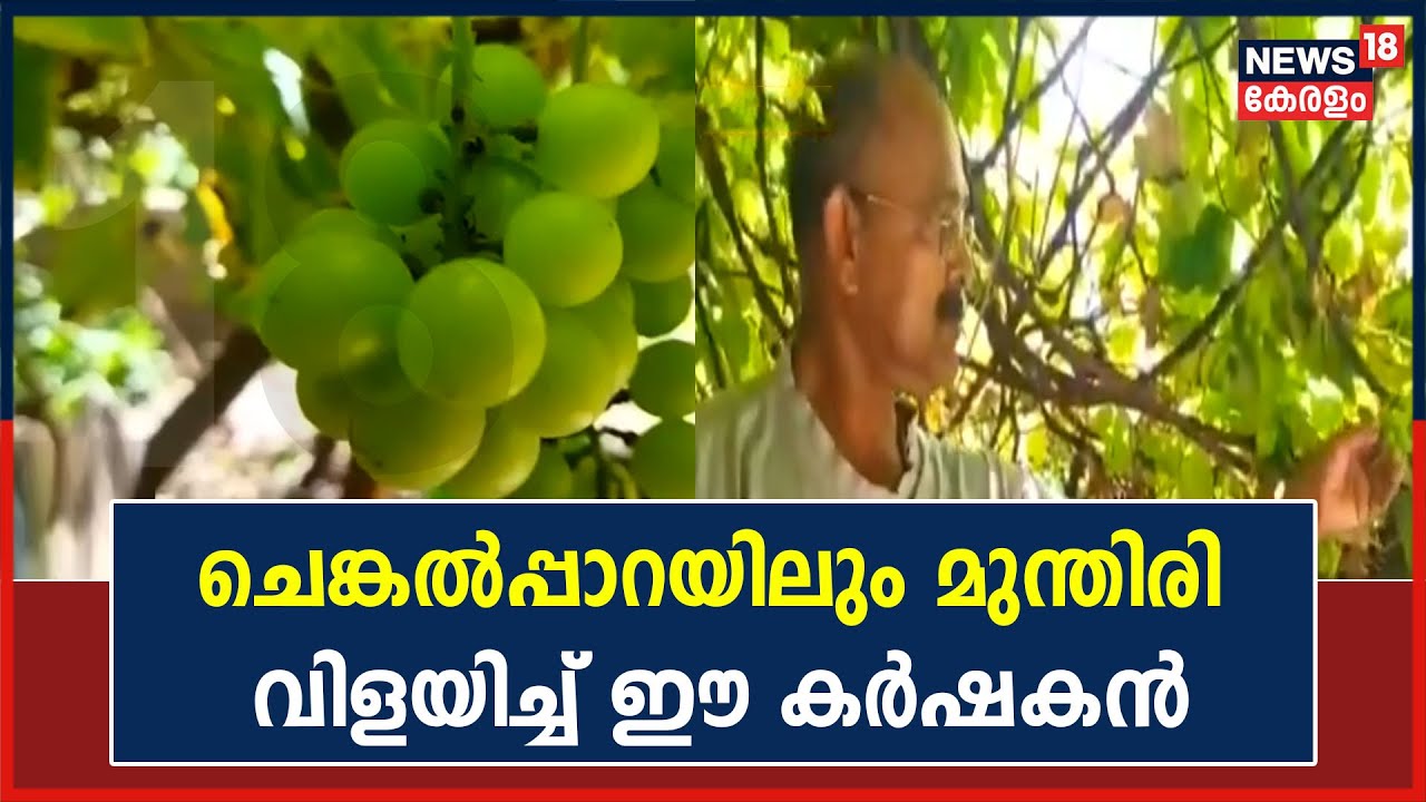 Video| ചെങ്കൽപ്പാറ മണലിട്ട് നികത്തി മധുര മുന്തിരി വിളയിച്ച് ജോസ്