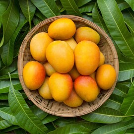 Mango | ക്യാൻസർ സാധ്യത കുറയും; കണ്ണിന് കാഴ്ച കൂടും; മാമ്പഴം കഴിച്ചാൽ ലഭിക്കുന്ന 4 ഗുണങ്ങൾ Mango | ക്യാൻസർ സാധ്യത കുറയും; കണ്ണിന് കാഴ്ച കൂടും; മാമ്പഴം കഴിച്ചാൽ ലഭിക്കുന്ന 4 ഗുണങ്ങൾ