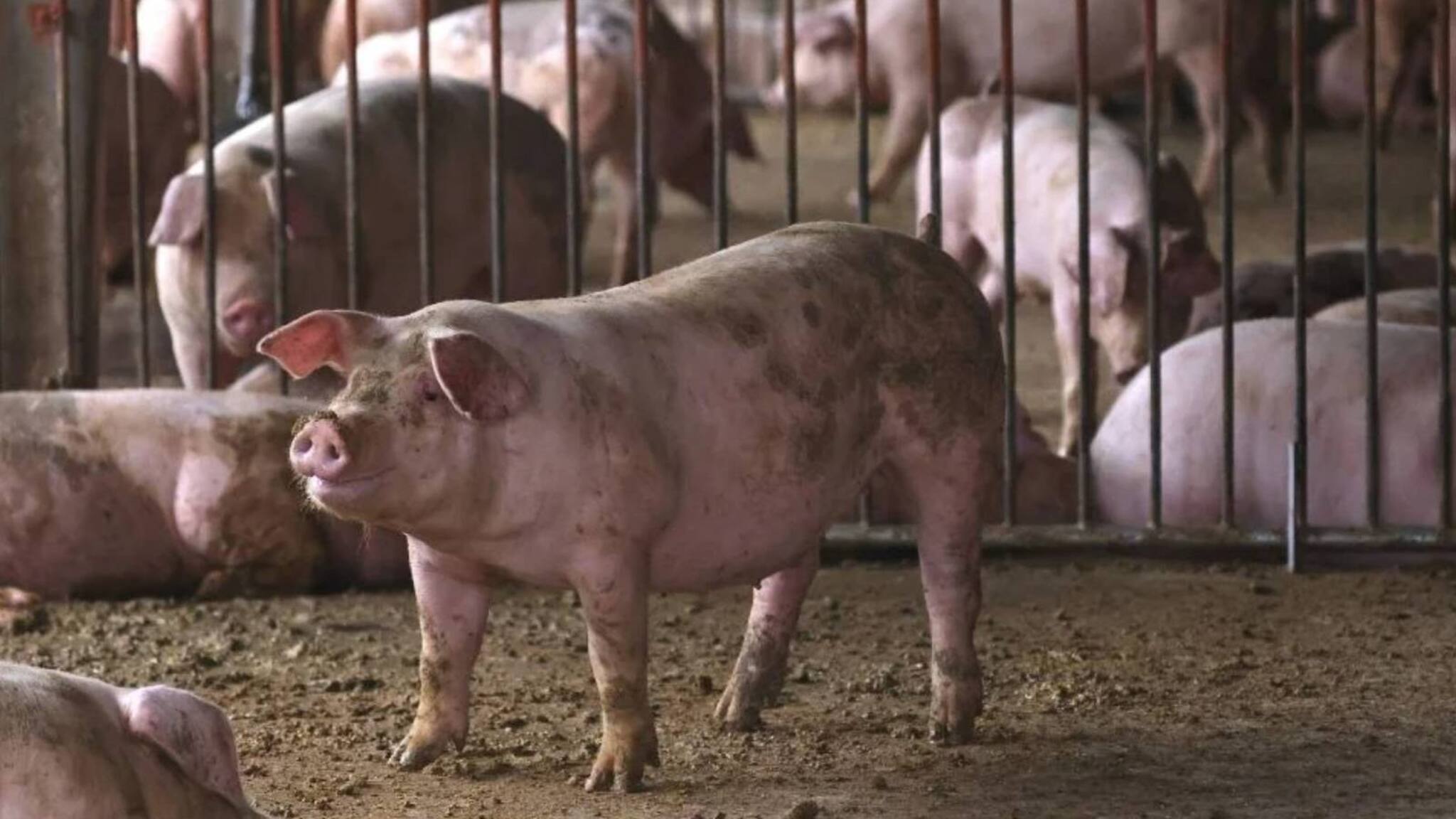 African Swine Fever | എന്താണ് ആഫ്രിക്കന്‍ പന്നിപ്പനി? രോഗം മനുഷ്യരിലേക്ക് പകരുമോ?