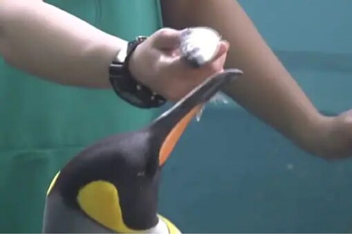 penguin refuse to eat cheaper fish
