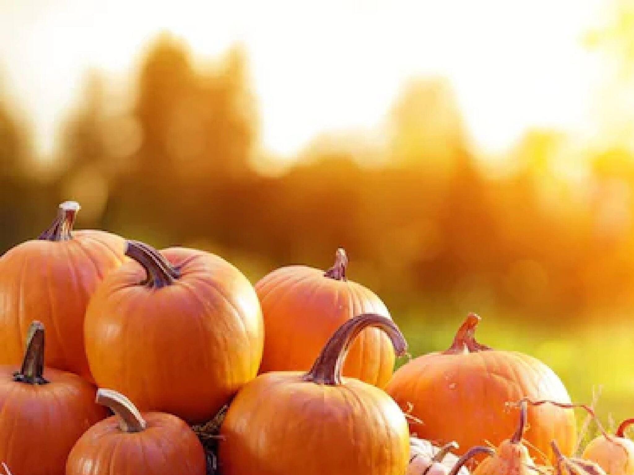 Pumpkin Seed | മത്തങ്ങ വിത്തിന് ആരോ​ഗ്യ ​ഗുണങ്ങൾ നിരവധി; ഭക്ഷണത്തില്‍ എങ്ങനെ ഉള്‍പ്പെടുത്താം?