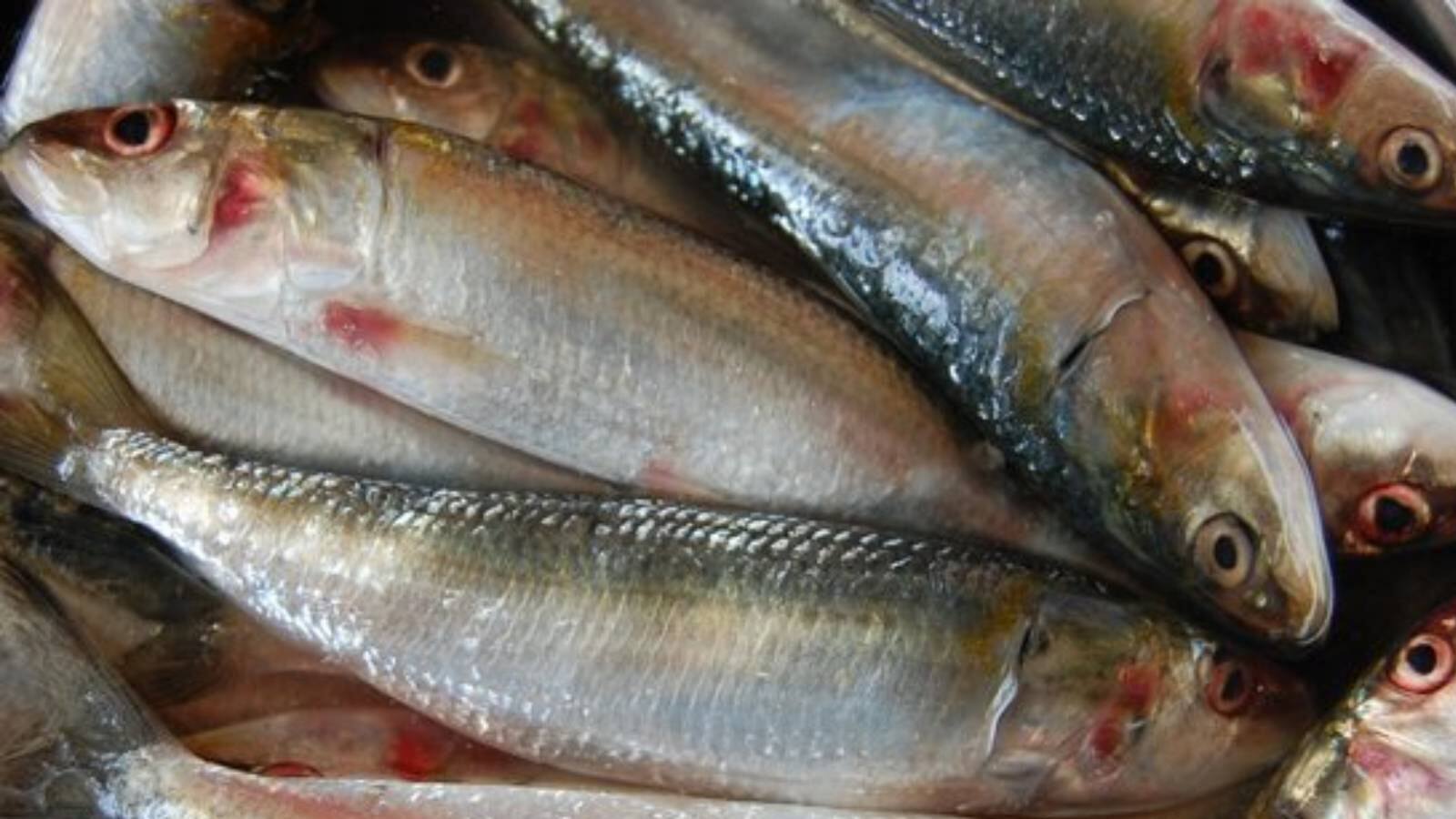 മത്തി കിട്ടാനില്ല; ചെറുകിടമത്സ്യത്തൊഴിലാളികൾക്ക് കനത്ത നഷ്ടം CMFRI