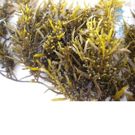 ഇന്ത്യയുടെ കടൽപായൽ ഉൽപാദനം 34000 ടൺ; വികസന സാധ്യതകൾ മുന്നോട്ട് വെച്ച് CMFRI ഇന്ത്യയുടെ കടൽപായൽ ഉൽപാദനം 34000 ടൺ; വികസന സാധ്യതകൾ മുന്നോട്ട് വെച്ച് CMFRI