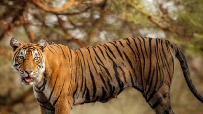 പ്രതീകാത്മക ചിത്രം പ്രതീകാത്മക ചിത്രം