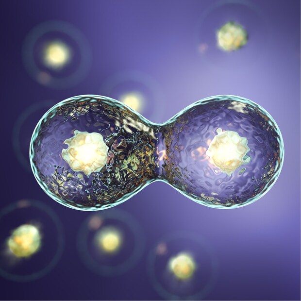 synthetic embryo, sperms, egg, science, സിന്തറ്റിക് ഭ്രൂണം, കൃത്രിമം, ബീജസങ്കലനം, ശാസ്ത്രലോകം