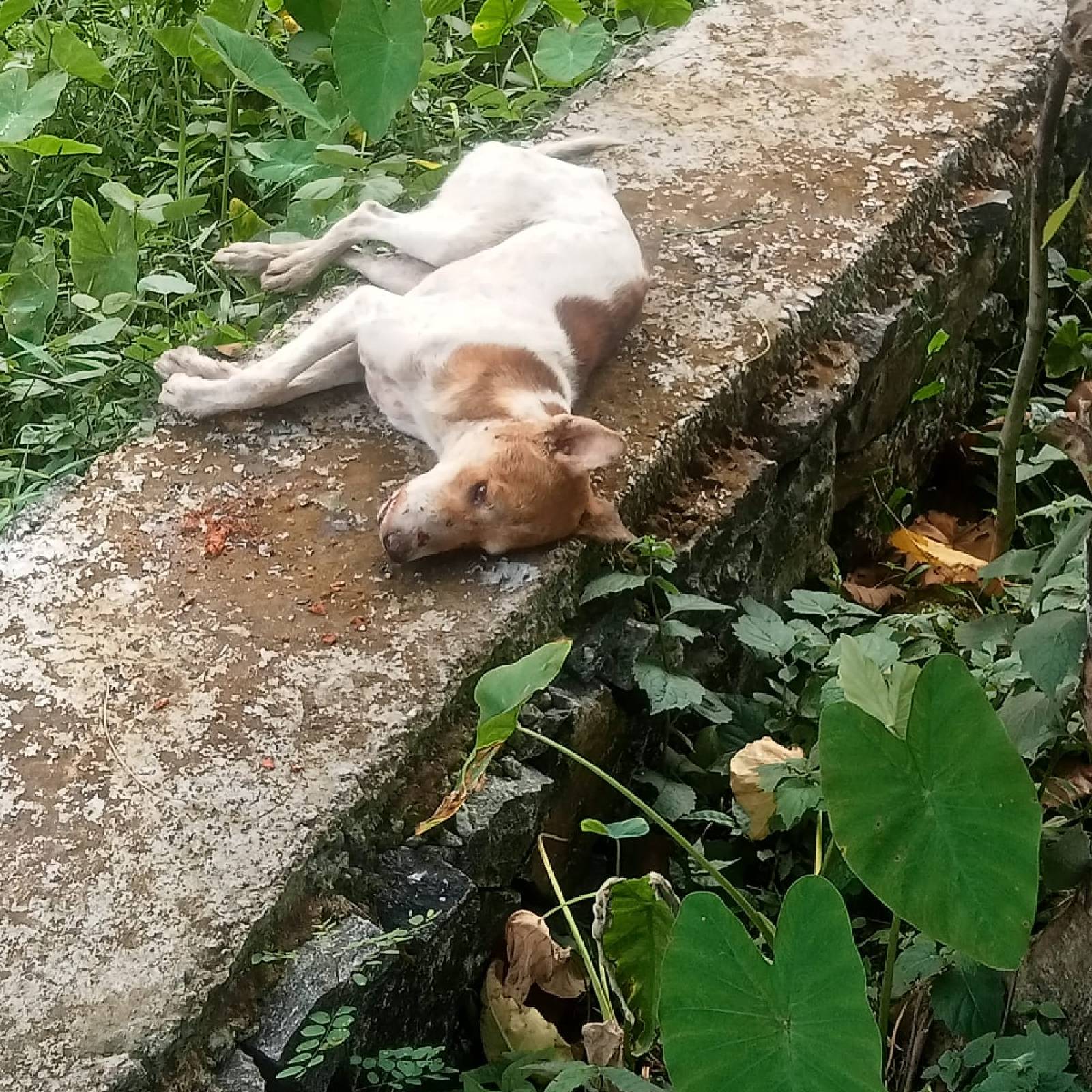  നായ്ക്കളെ റോഡിലുപേക്ഷിക്കുന്നവർക്കെതിരെ കേസുമായി പോലീസ് സ്റ്റേഷനിൽ പോയാലോ? 'ഈ വക ചീള് കേസ് ആയിട്ടൊന്നും വരല്ലേ' എന്ന ഡയലോഗും. പ്രശ്നം ഇല്ലാതാക്കണമെങ്കിൽ പ്രശ്നത്തിന്റെ ഉറവിടത്തെ നശിപ്പിക്കണം. കൂടെ ചിന്താഗതിയിൽ ചെറിയ മാറ്റവും വരുത്തണം' അക്ഷയ് കുറിച്ചു
