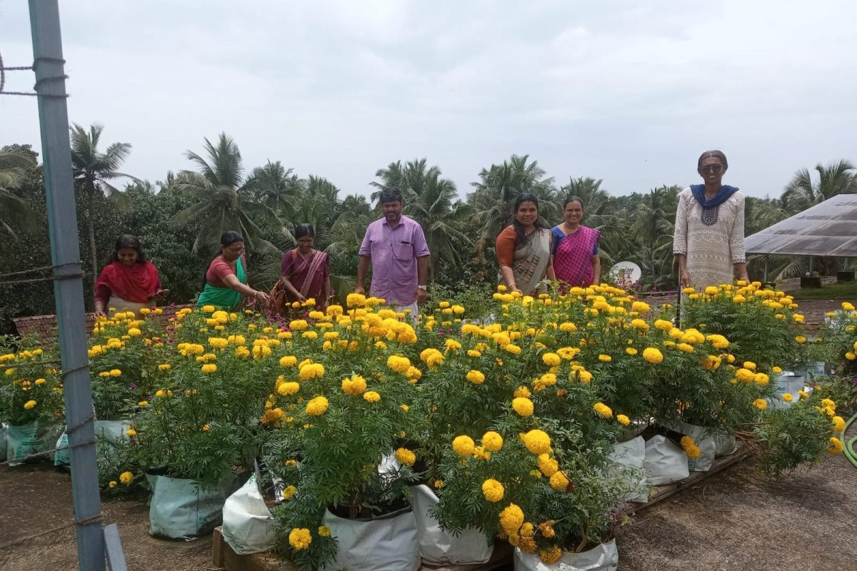 പൂത്തുലഞ്ഞു കാറ്റിലാടി നിൽക്കുന്ന വാടാർമല്ലിയും ചെണ്ടുമല്ലിയും; മട്ടുപ്പാവില്‍ പൂ കൃഷിയുമായി പാട്യം പഞ്ചായത്ത് 