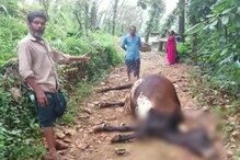 കർഷകദിനത്തിൽ ചികിത്സ കിട്ടാതെ പശു ചത്തത് ഡോക്ടറുടെ അനാസ്ഥ മൂലമെന്ന് ക്ഷീരകർഷകൻ