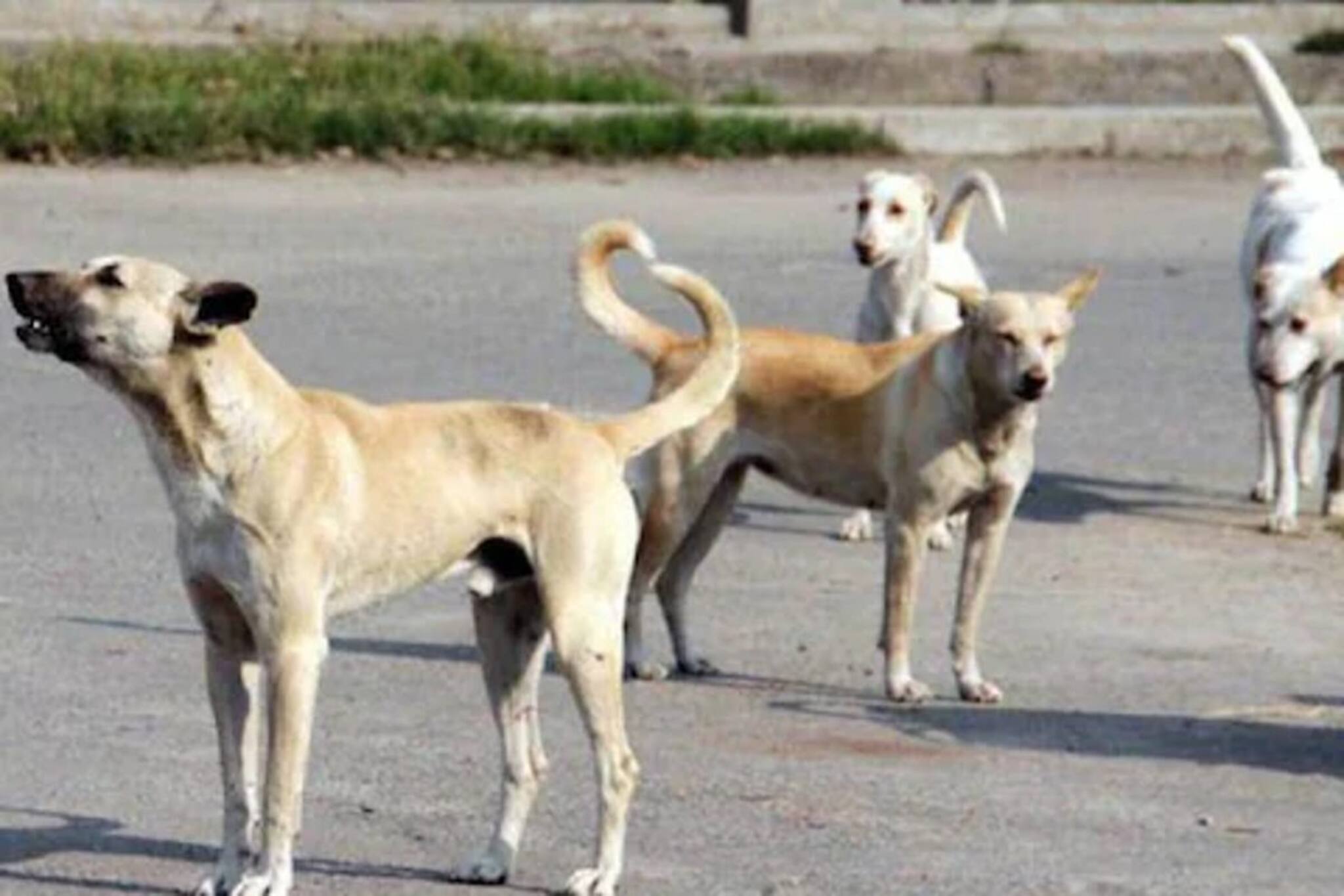 പല്ലിന്റെ പാടിന് 10,000; മുറിവിന് 20,000 രൂപ; തെരുവുനായ ആക്രമണ ഇരകൾക്ക് പഞ്ചാബ് ഹൈക്കോടതി നഷ്ടപരിഹാരം