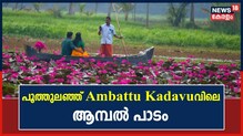 സഞ്ചാരികളുടെ ഇഷ്ടകേന്ദ്രം; കോട്ടയം അമ്പാട്ടുകടവിലെ ആമ്പൽപാടത്തിലേക്ക്