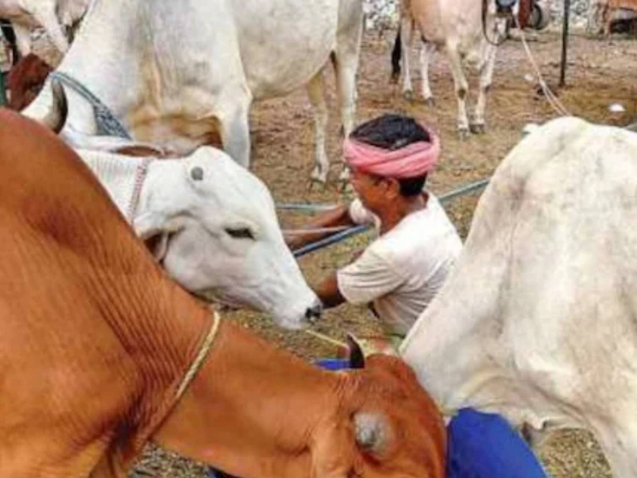 Lumpy Skin Disease | ചർമ മുഴ; ഇന്ത്യയിൽ 57,000 കന്നുകാലികള്‍ ചത്തെന്ന് കേന്ദ്രം; മനുഷ്യരിലേക്ക് പകരുമോ?