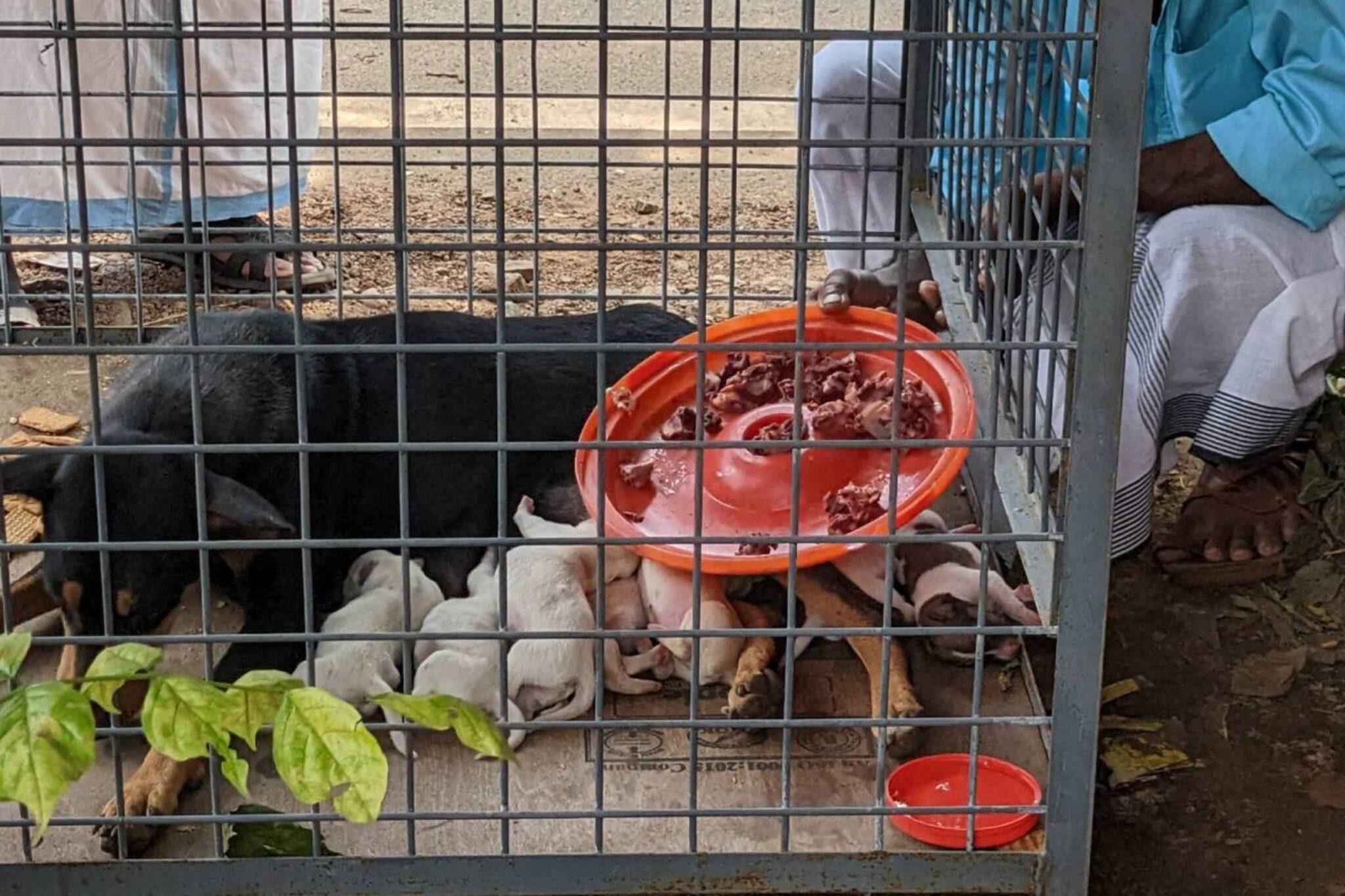 പെറ്റു കിടക്കുന്ന തെരുവ് പട്ടിക്ക് ആട്ടിറച്ചിയും കരുതലും; തെരുവുനായ്ക്കളെ വിഷം നൽകി കൊല്ലുന്ന കാലത്തെ വേറിട്ട കാഴ്ച