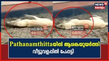 പത്തനംതിട്ടയിൽ വീട്ടുവളപ്പിൽ പേപ്പട്ടി; വീട്ടുകാർ വീട്ടുതടങ്കലിൽ