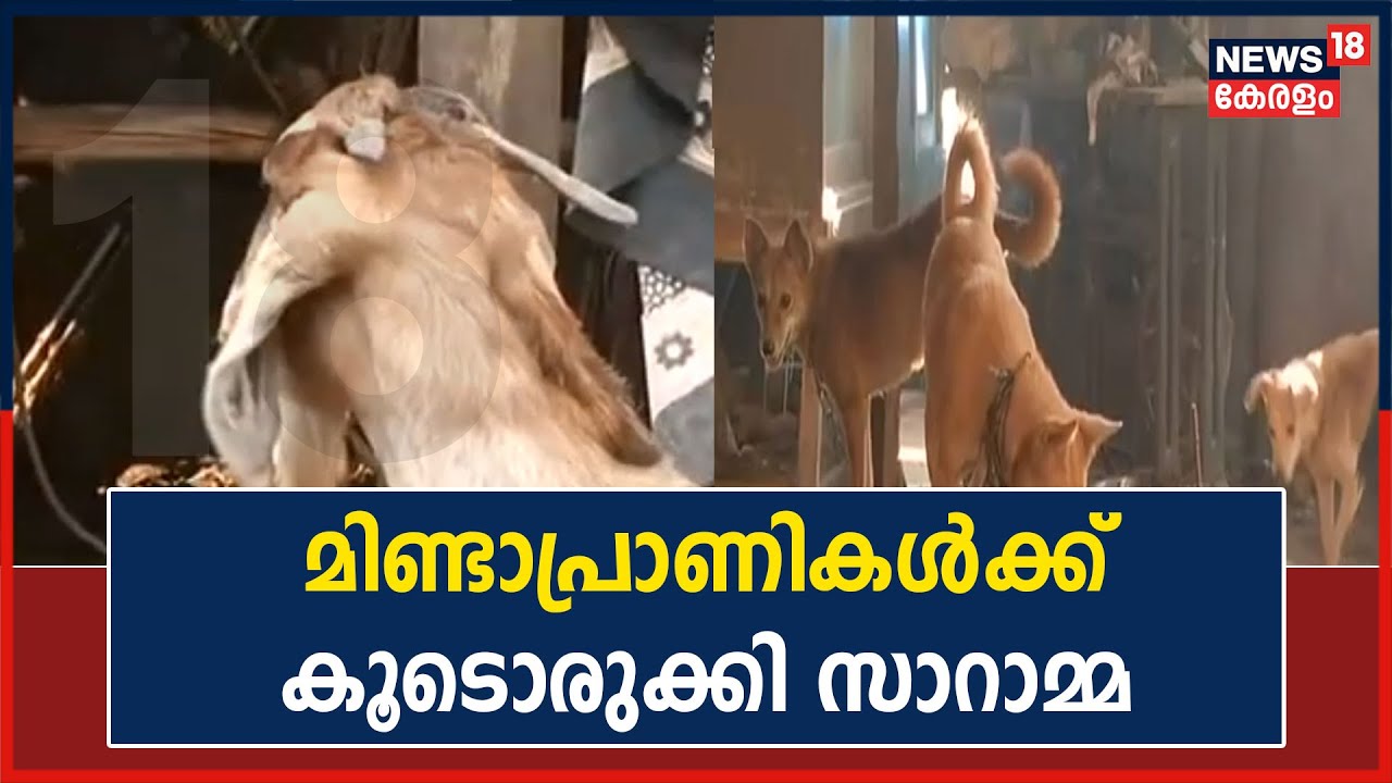 Video| അന്താരാഷ്ട്ര വനിതാദിനം: തെരുവിലെ മിണ്ടാപ്രാണികൾക്ക് കൂടൊരുക്കുന്ന സാറാമ്മ